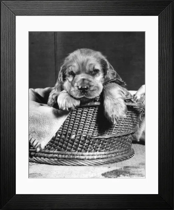 Framed Print : Susi - (insert) Framed Print : Susi - (insert)