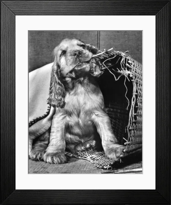 Framed Print : Susi - (insert) Framed Print : Susi - (insert)