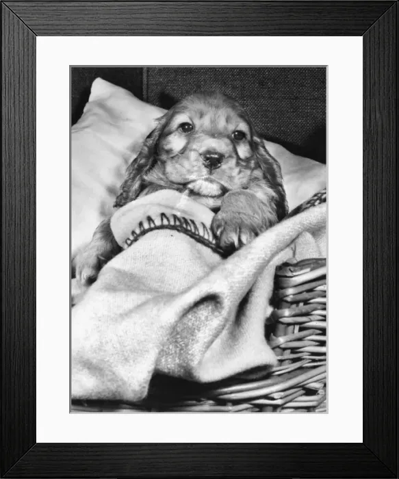 Framed Print : Susi - (insert) Framed Print : Susi - (insert)