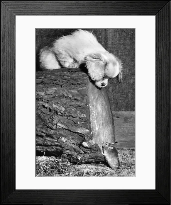Framed Print : Susi - looking down at a mouse Framed Print : Susi - looking down at a mouse