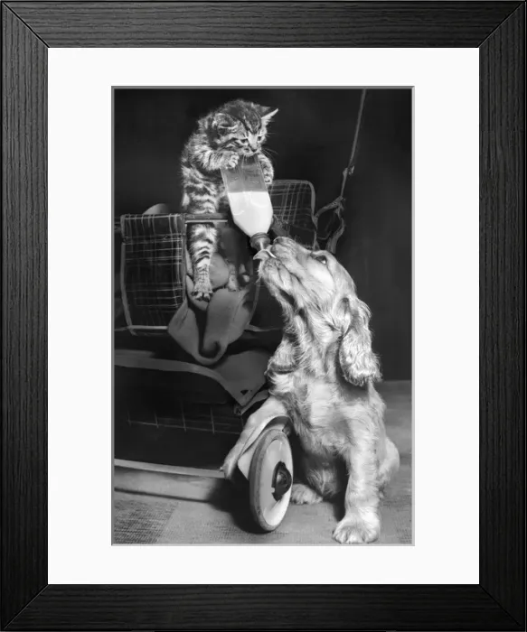 Framed Print : Susi - with kitten and milk bottle Framed Print : Susi - with kitten and milk bottle