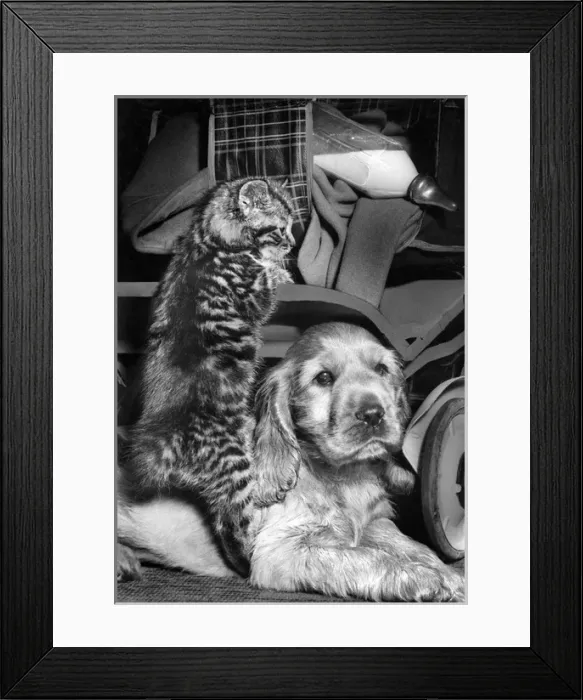 Framed Print : Susi - with kitten and milk bottle Framed Print : Susi - with kitten and milk bottle