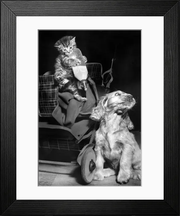 Framed Print : Susi - with kitten and milk bottle Framed Print : Susi - with kitten and milk bottle
