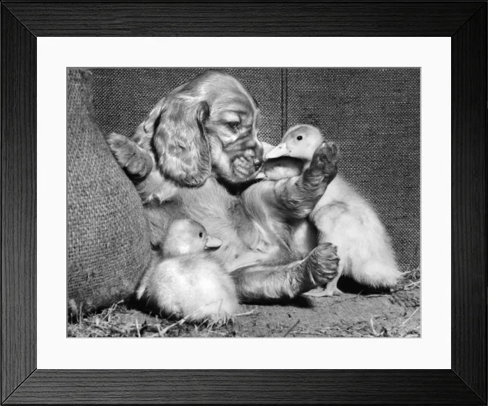 Framed Print : Susi - with two ducklings Framed Print : Susi - with two ducklings
