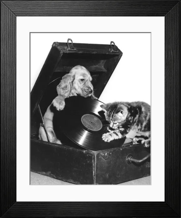 Framed Print : Susi - with kitten, putting on a record Framed Print : Susi - with kitten, putting on a record