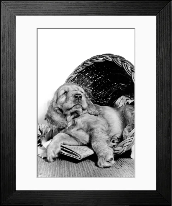 Framed Print : Susi - relaxing in her basket Framed Print : Susi - relaxing in her basket