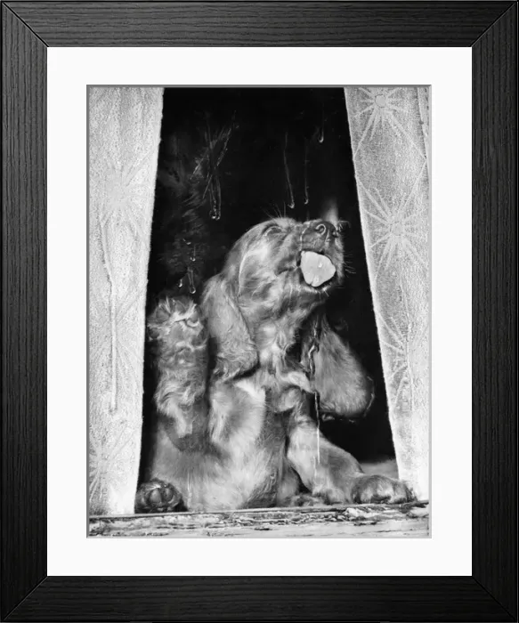 Framed Print : Susi - licking a window Framed Print : Susi - licking a window