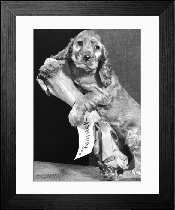 Framed Print : Susi - with large bone, For Mother Framed Print : Susi - with large bone, For Mother