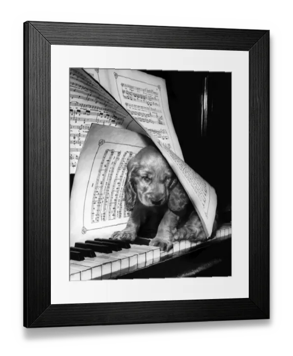 Framed Print : Susi - (insert) Framed Print : Susi - (insert)