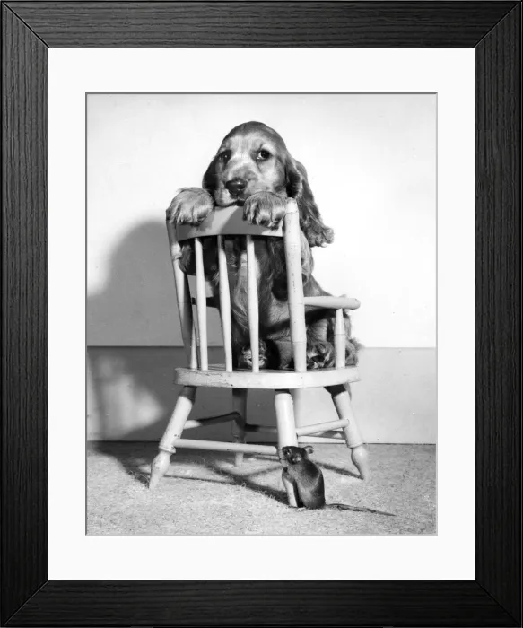 Framed Print : Susi - (insert) Framed Print : Susi - (insert)