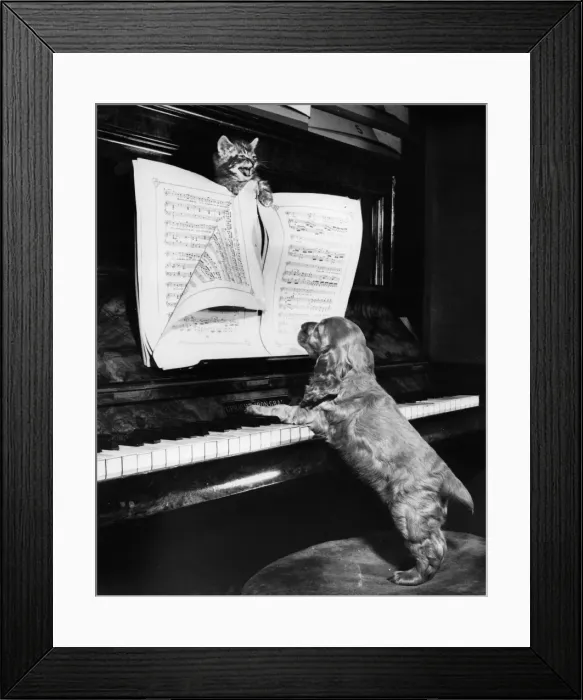Framed Print : Susi - (insert) Framed Print : Susi - (insert)