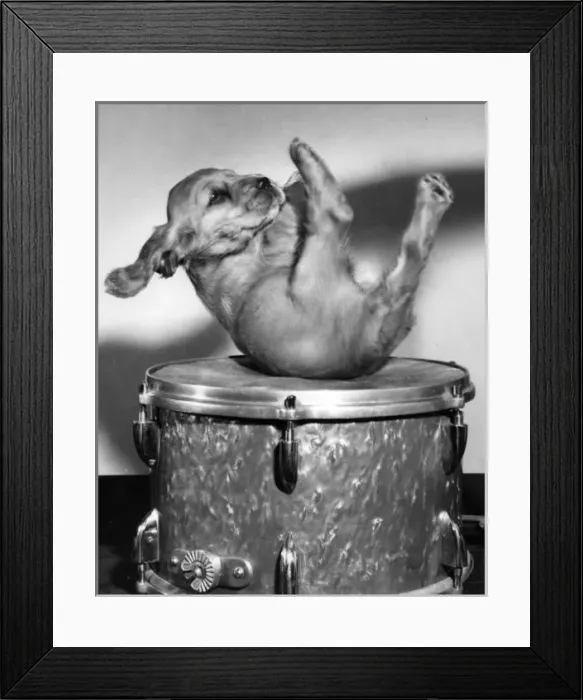 Framed Print : Susi - (insert) Framed Print : Susi - (insert)