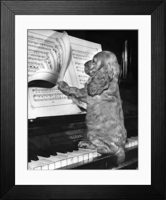 Framed Print : Susi - (insert) Framed Print : Susi - (insert)