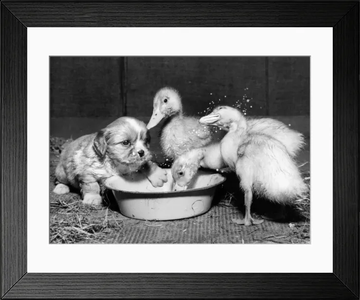 Framed Print : Susi - with ducklings