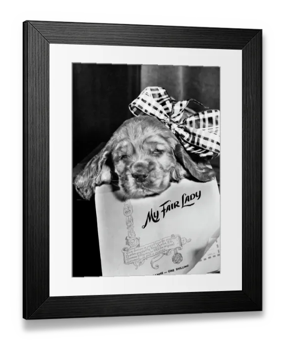 Framed Print : Susi - (insert)