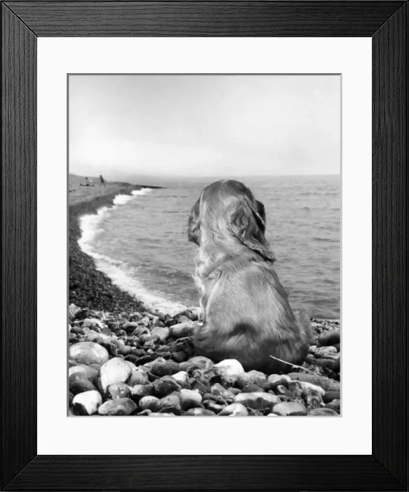 Framed Print : Susi - on a pebbly beach Framed Print : Susi - on a pebbly beach