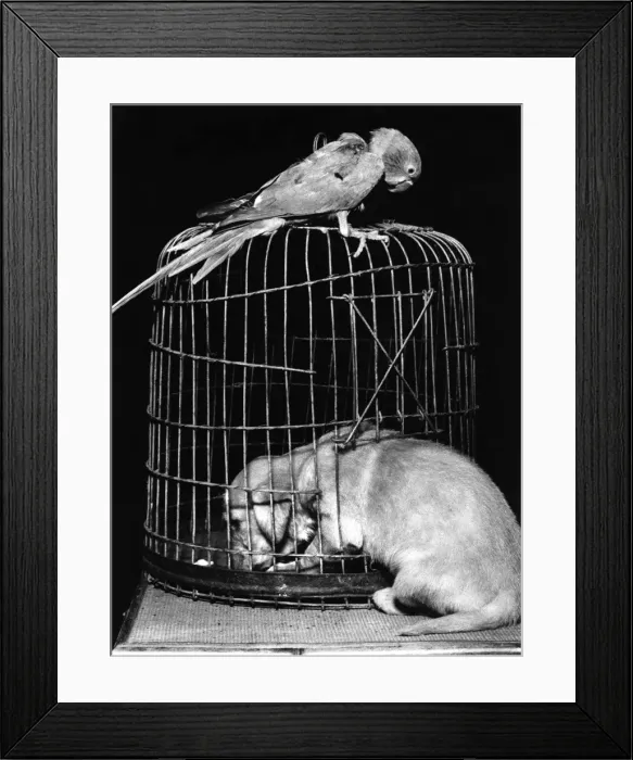 Framed Print : Susi - with parrot and cage Framed Print : Susi - with parrot and cage