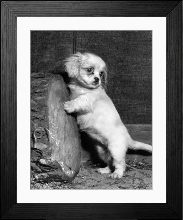 Framed Print : Cavalier King Charles spaniel puppy Framed Print : Cavalier King Charles spaniel puppy