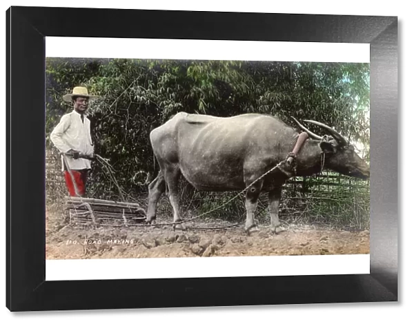 Philippines - Clearing land for a road using Water Buffalo