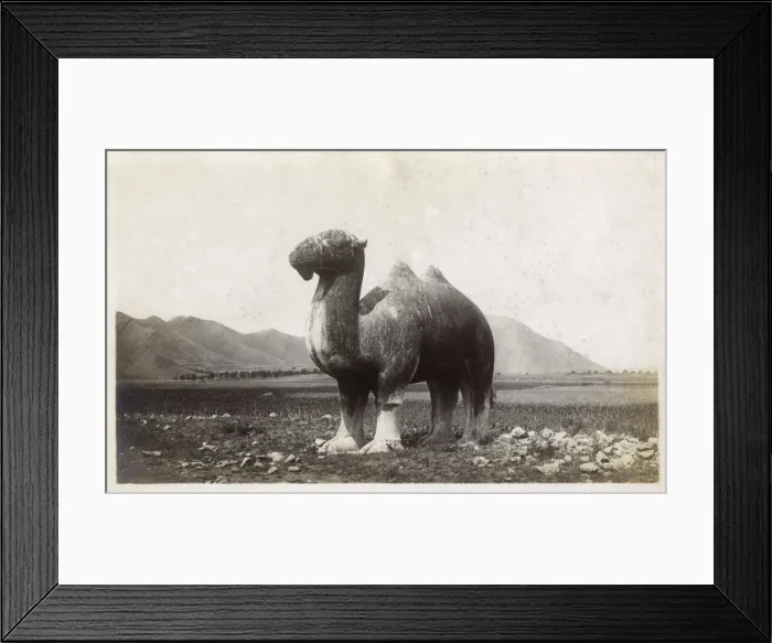 Framed Print : Stone statue of a camel on the approach to the Ming Tombs Framed Print : Stone statue of a camel on the approach to the Ming Tombs