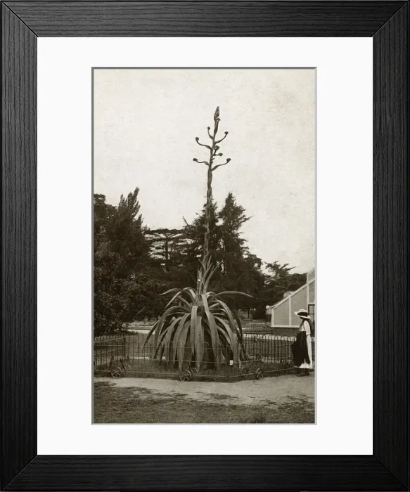 Framed Print : A Century Plant - Kew Gardens (Agave Atrovirens from Mexico)