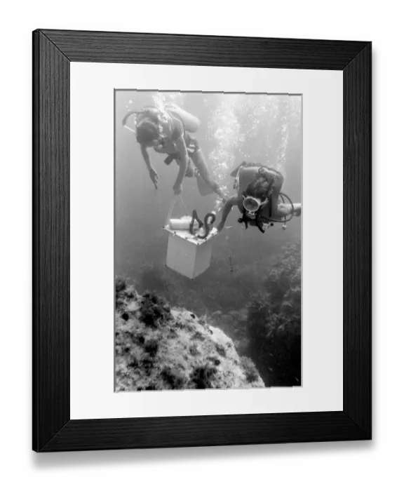 Framed Print : Divers underwater off the coast of Malta Framed Print : Divers underwater off the coast of Malta