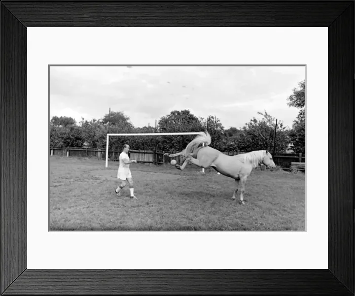 Framed Print : King, the football-playing stallion Framed Print : King, the football-playing stallion