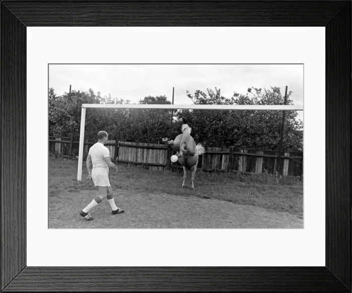 Framed Print : King, the football-playing stallion Framed Print : King, the football-playing stallion