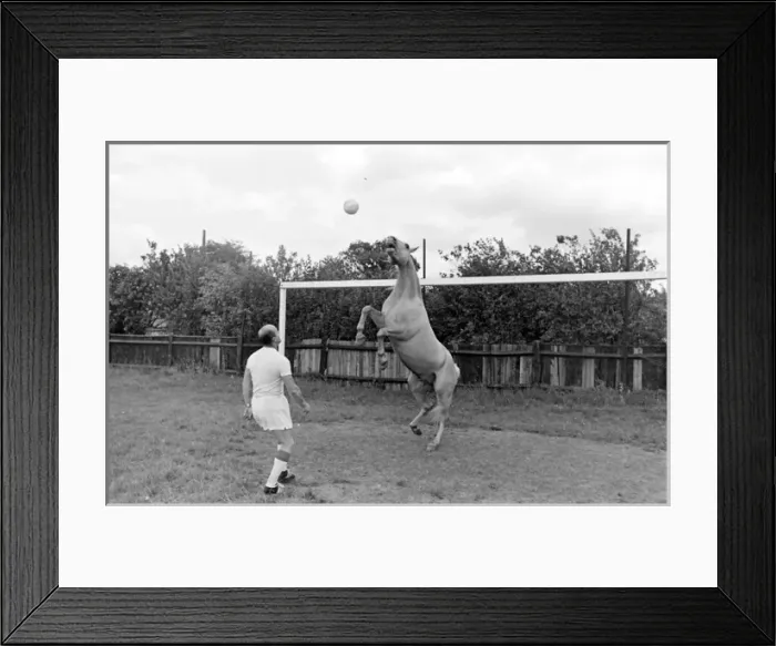 Framed Print : King, the football-playing stallion Framed Print : King, the football-playing stallion