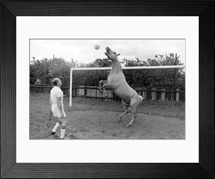 Framed Print : King, the football-playing stallion Framed Print : King, the football-playing stallion