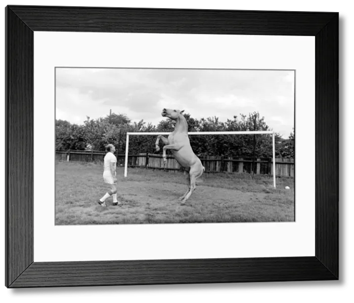 Framed Print : King, the football-playing stallion Framed Print : King, the football-playing stallion