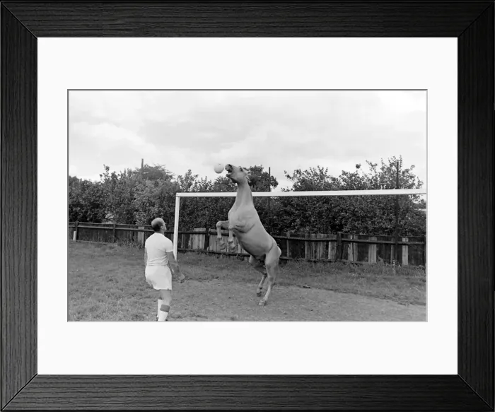 Framed Print : King, the football-playing stallion Framed Print : King, the football-playing stallion