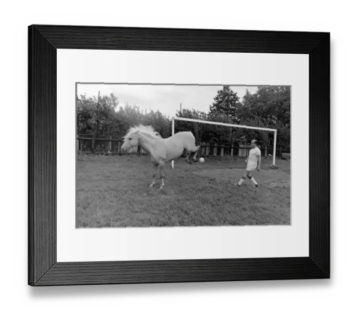 Framed Print : King, the football-playing stallion Framed Print : King, the football-playing stallion