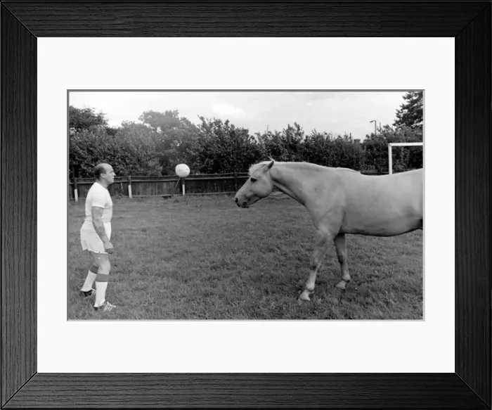 Framed Print : King, the football-playing stallion Framed Print : King, the football-playing stallion