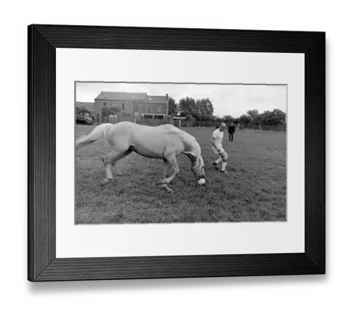 Framed Print : King, the football-playing stallion Framed Print : King, the football-playing stallion
