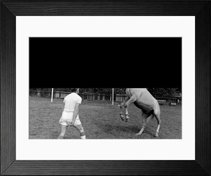 Framed Print : King, the football-playing stallion Framed Print : King, the football-playing stallion