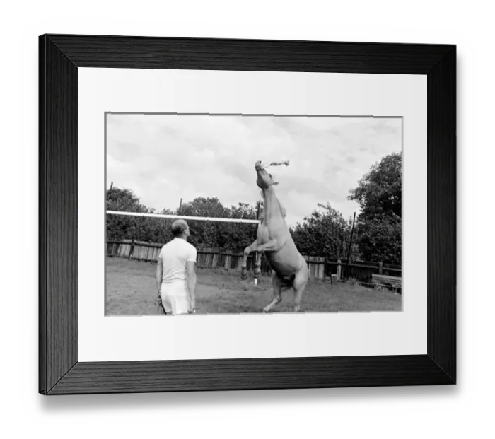 Framed Print : King, the football-playing stallion Framed Print : King, the football-playing stallion