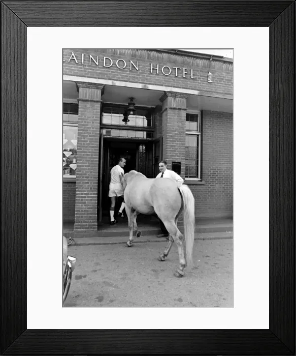 Framed Print : King, the football-playing stallion Framed Print : King, the football-playing stallion