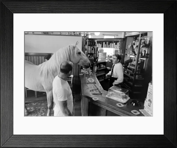 Framed Print : King, the football-playing stallion Framed Print : King, the football-playing stallion