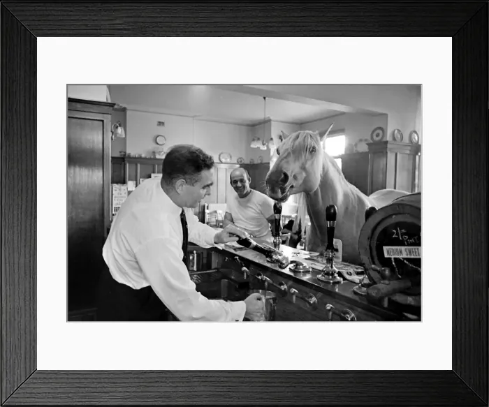 Framed Print : King, the football-playing stallion Framed Print : King, the football-playing stallion