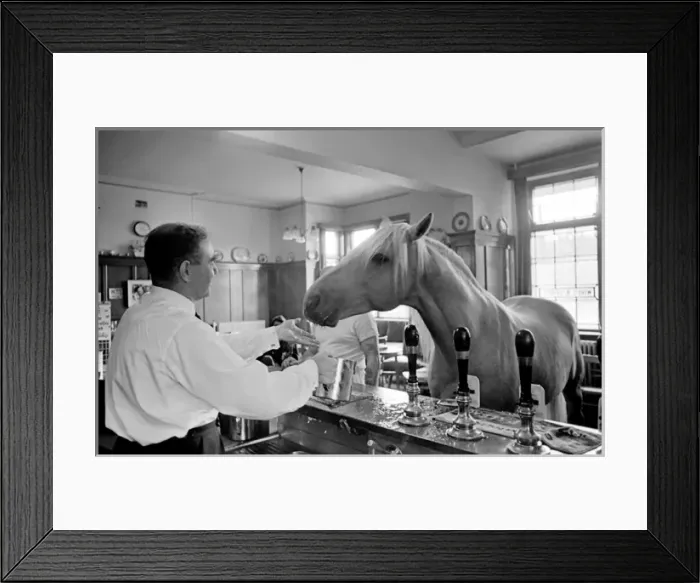 Framed Print : King, the football-playing stallion Framed Print : King, the football-playing stallion