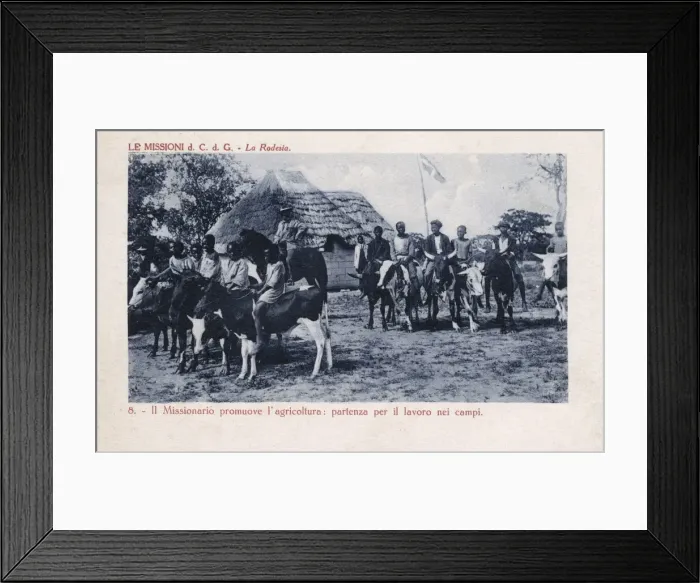 Framed Print : East Africa - Rhodesia - Riding to the field on cattle Framed Print : East Africa - Rhodesia - Riding to the field on cattle