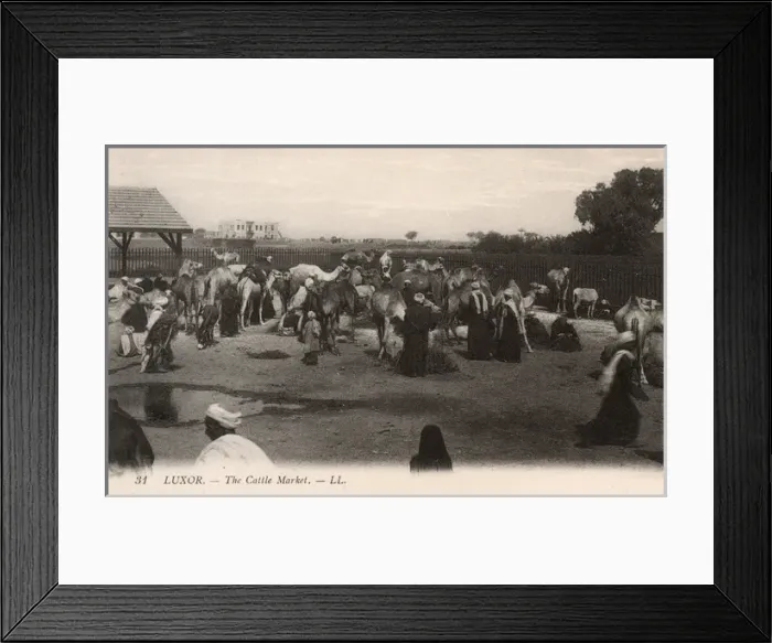 Framed Print : The Cattle Market, Luxor, Egypt Framed Print : The Cattle Market, Luxor, Egypt