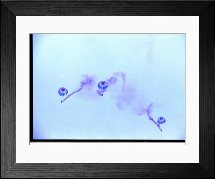 Framed Print : RAF Falcons freefall team, France Framed Print : RAF Falcons freefall team, France