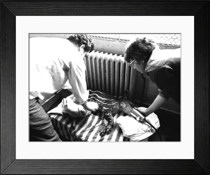 Framed Print : RSPCA tending a sick animal, Heathrow Airport, London Framed Print : RSPCA tending a sick animal, Heathrow Airport, London
