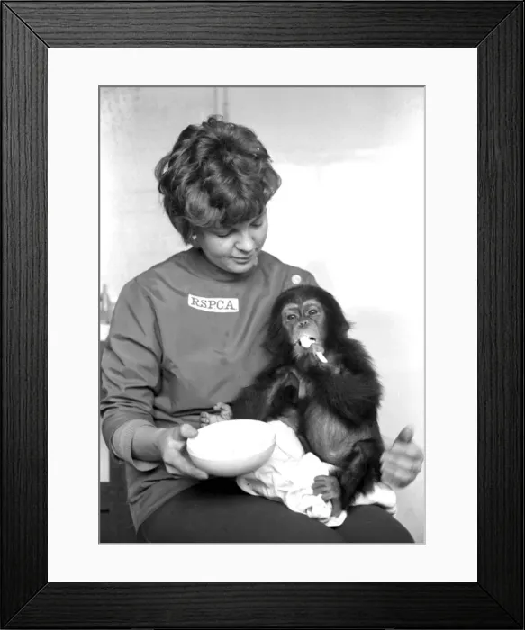 Framed Print : RSPCA with chimpanzee, Heathrow Airport, London Framed Print : RSPCA with chimpanzee, Heathrow Airport, London