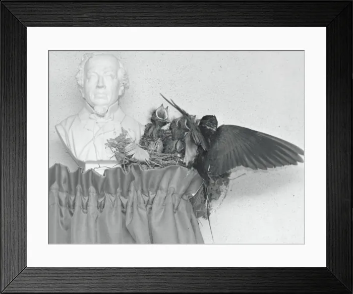 Framed Print : Birds nesting on a curtain rail