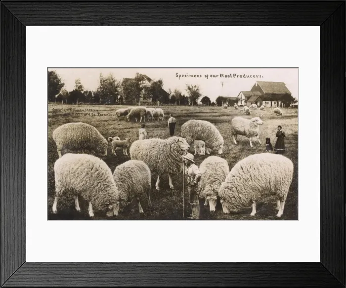Framed Print : Comic exaggeration card - The Wool Producers of Canada Framed Print : Comic exaggeration card - The Wool Producers of Canada