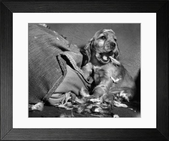 Framed Print : Susi - demolishing a feather-filled cushion Framed Print : Susi - demolishing a feather-filled cushion