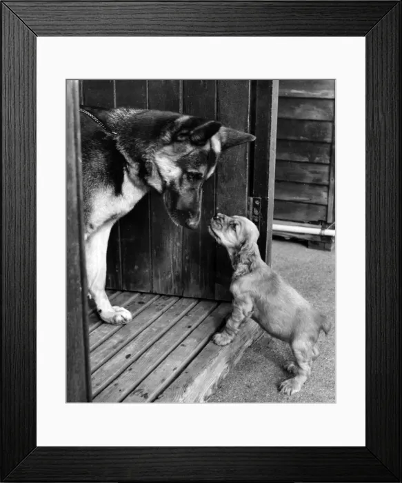 Framed Print : Susi - with a German shepherd dog Framed Print : Susi - with a German shepherd dog